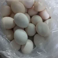 تخم مرغ محلی