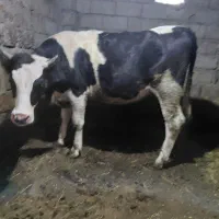 گاو