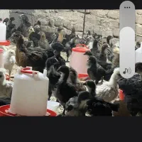 جوجه ۶۰روزه