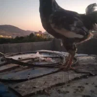 مرغ وخروس گلین