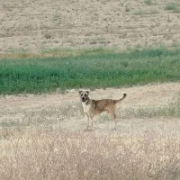 سگ‌‌ گله ای