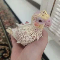 جوجه عروس هلندی بیست روز