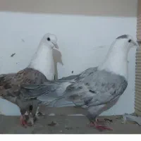 کبوتر پرشی و جفتگاه