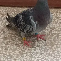 مجموعه کامل مجسمه کفتر