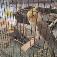 یک جفت عروس هلندی