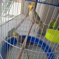 عروس هلندی