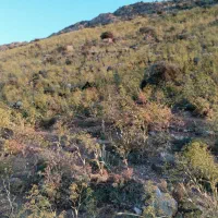 نگهداری گله مرتعی چوپونی
