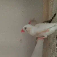 فنچ