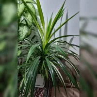 گل اپارتمانی پاندانوس