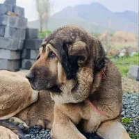 سگ پژدر|سگ|سنندج, |دیوار