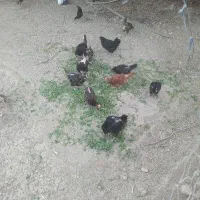مرغ تخم گذار