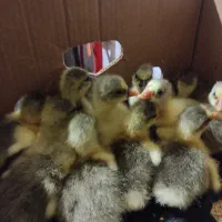 جوجه غاز محلی