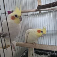 عروس هلندی نر و ماده