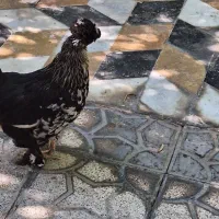 مرغ سلطان خوبو