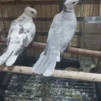 پرنده زینتی