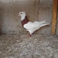 پرنده. کبوتر