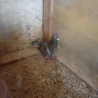 ماده مگس مسافتی
