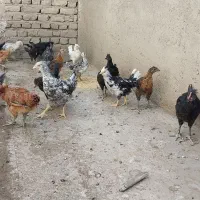 جوجه 2ماهه