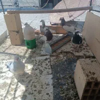 کفتر