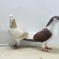 یک جفت ساده کفتر به شرط تخم جوجه