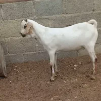 فروش کهره نر