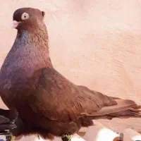 سرخ آبادانی چشم و نوک