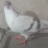 یک عددکفتر ماده