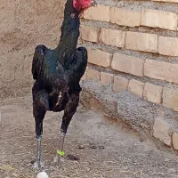 مرغ اوشامو یه تیغ مشکی ۷۵۰۰