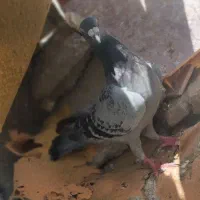 کفتر یا کبوتر