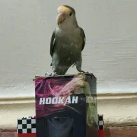 طوطی برزیلی