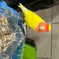 فروش انواع طوطی برزیلی سرلاکی وتازه دون خور