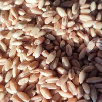 گندم دیم تمیز  بوجار