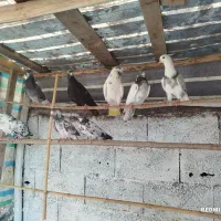 کبوتر به شرط همه باهم 2ملیون