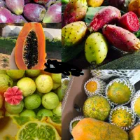 فروش میوه استوایی به صورت عمده