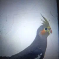 عروس هلندی گمشده