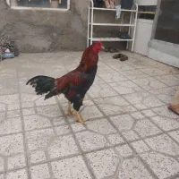 خروس لاری جوان