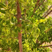 3 قطعه زمین باغ شهر عباس آباد