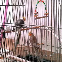 عروس هلندی