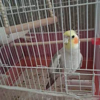 دو عدد عروس هلندی با قفس