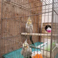 جفت عروس هلندی
