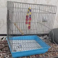 قفس پرندگان