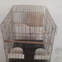 قفس