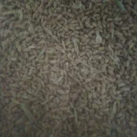 گندم بذری فرین