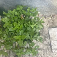گل اپارتمانی ناز و کاکتوس
