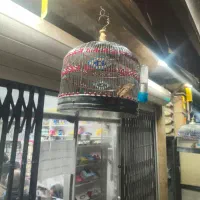 سهره قناری