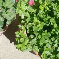 گل و کاکتوس زیبا وخوب مناسب کادو معاوضه