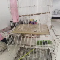 قفس پرنده