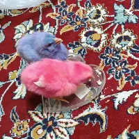 سرپرستی جوجه رنگی ناز