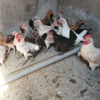 جوجه مرغ محلی