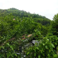 چای  بهاره گیلان